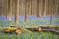 Bluebells Royalty Free Stock Photo