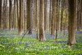 Bluebells Royalty Free Stock Photo