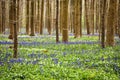 Bluebells Royalty Free Stock Photo