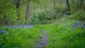 Bluebells alongside a path on the forest floor. Royalty Free Stock Photo