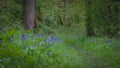 Bluebells alongside a path on the forest floor. Royalty Free Stock Photo