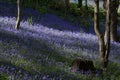 Bluebells at Bangor Royalty Free Stock Photo