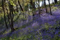 Bluebells at Bangor Royalty Free Stock Photo