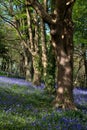 Bluebells at Bangor Royalty Free Stock Photo