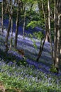 Bluebells at Bangor Royalty Free Stock Photo