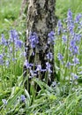 Bluebells at the base of a tree in the park Royalty Free Stock Photo