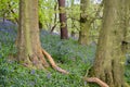 Bluebells at Beaconwood and the Winsel Wildlife Reserve