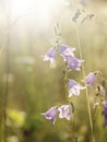 Bluebells beautiful flower of lilac bluebell in sunny rays. Flowers of campanula