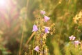 Bluebells beautiful flowers of lilac bluebell in sunny rays. Flowers of campanula