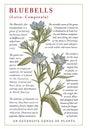 Bluebells blooming realistic flowers Vintage card Frame Drawing engraving Freehand Floral Vector stock illustration