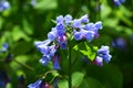 Bluebells blooming in the spring Royalty Free Stock Photo