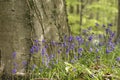 Bluebells blooming in the springtime forest Royalty Free Stock Photo