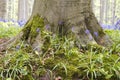 Bluebells blooming in the springtime forest Royalty Free Stock Photo