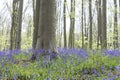 Bluebells blooming in the springtime forest Royalty Free Stock Photo