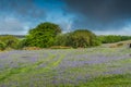 Bluebells blooming on wild meadow Royalty Free Stock Photo
