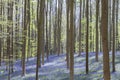 Bluebells blue-purplish flowers blooming in the springtime forest, Hallerbos, Belgium Royalty Free Stock Photo