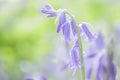 Bluebells in british woodland