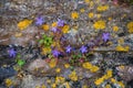 Bluebells campanula in rock garden, grows wild on a wall Royalty Free Stock Photo