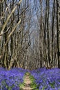 Bluebells Royalty Free Stock Photo