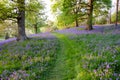 Bluebells carpet the ground in this open woodland, cut through by a grass path. Royalty Free Stock Photo