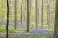 Bluebells carpet on the springtime forest floor Royalty Free Stock Photo