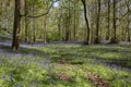 Bluebells carpeting a woodland forest floor in sunlight. Springtime in a wood concept Royalty Free Stock Photo