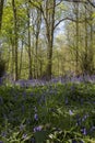 Bluebells carpeting a woodland forest floor in sunlight. Springtime in a wood concept Royalty Free Stock Photo