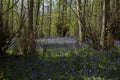 Bluebells carpeting a woodland forest floor in sunlight. Royalty Free Stock Photo