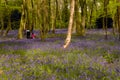 Bluebells Chalet Wood, Wanstead Park, London