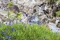 Bluebells close to River Nevis, Scotland Royalty Free Stock Photo