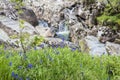 Bluebells close to River Nevis, Scotland Royalty Free Stock Photo