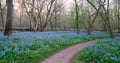 Bluebells cover the ground near dirt path Royalty Free Stock Photo