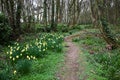 Bluebells and daffodils path Royalty Free Stock Photo