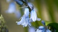 Bluebells at Dawn