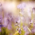 Bluebells dream Royalty Free Stock Photo