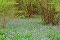 Bluebells in English forest Springtime Royalty Free Stock Photo