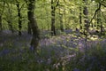 Bluebells in the evening light