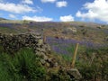 Bluebells & Fells Royalty Free Stock Photo