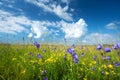 Bluebells on the field Royalty Free Stock Photo