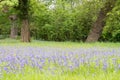 Bluebells field. Blue spring flowers