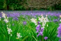 Bluebells field. Blue spring flowers