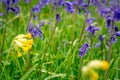 Bluebells field. Blue spring flowers