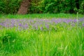 Bluebells field. Blue spring flowers