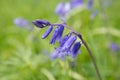 Bluebells field. Blue spring flowers