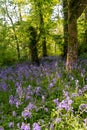 Bluebells field in the forest