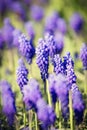 Bluebells flower (Muscari armeniacum)