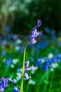 Bluebells flower in spring forest Royalty Free Stock Photo