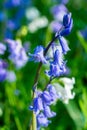 Bluebells flower in spring forest Royalty Free Stock Photo