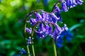 Bluebells flower in spring forest Royalty Free Stock Photo