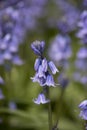 Bluebells in flower in spring in a garden Royalty Free Stock Photo